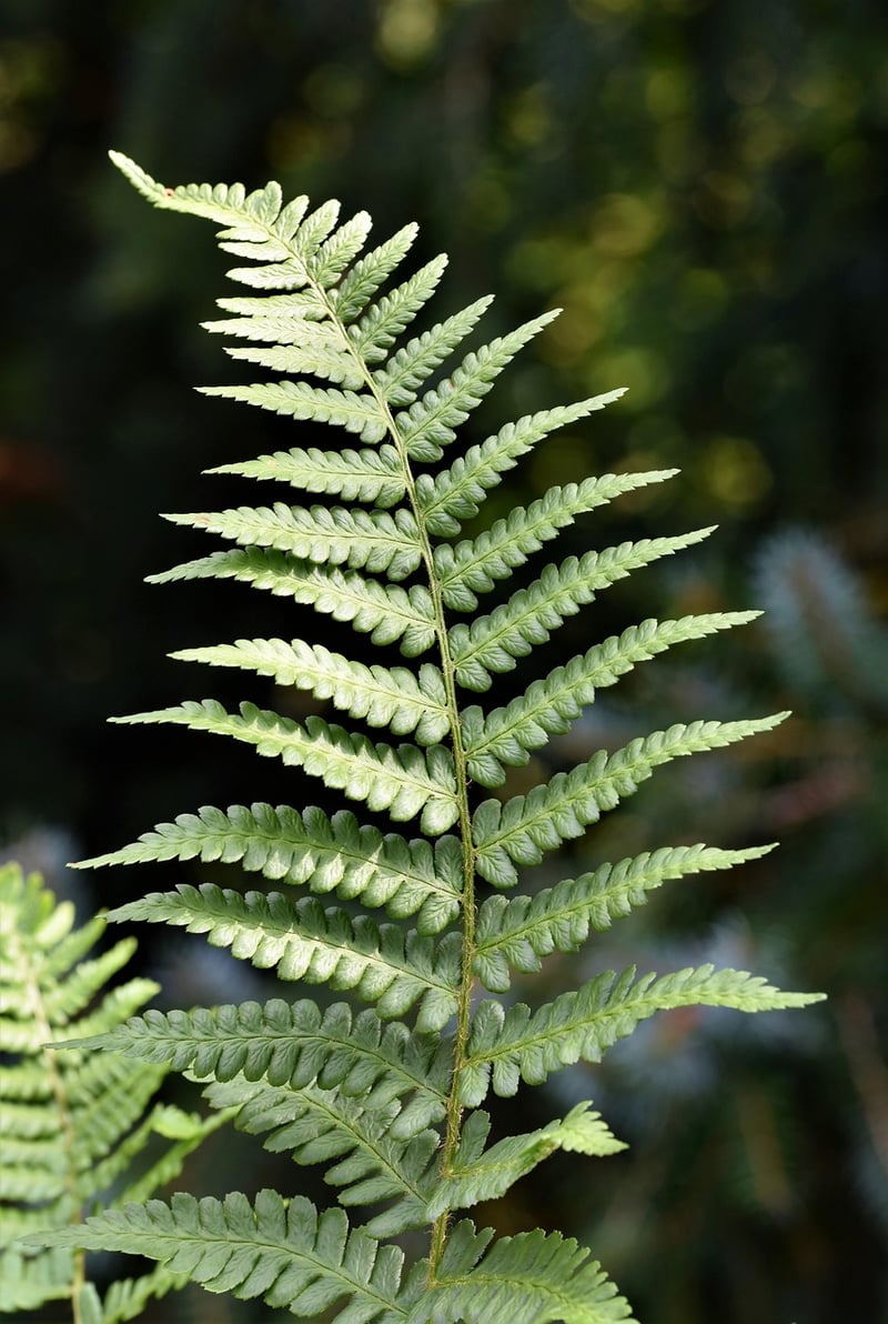 Unicorn Fern