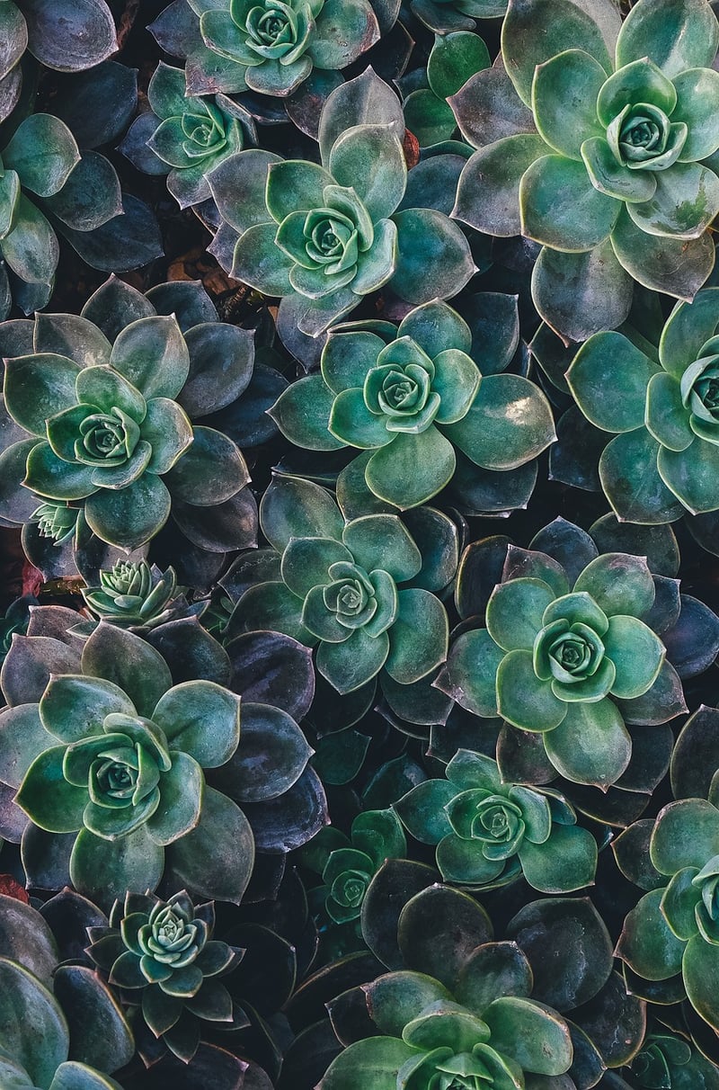 Mermaid's Tail Succulent