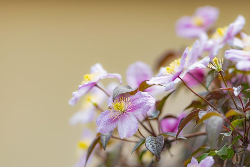 Phoenix Vine